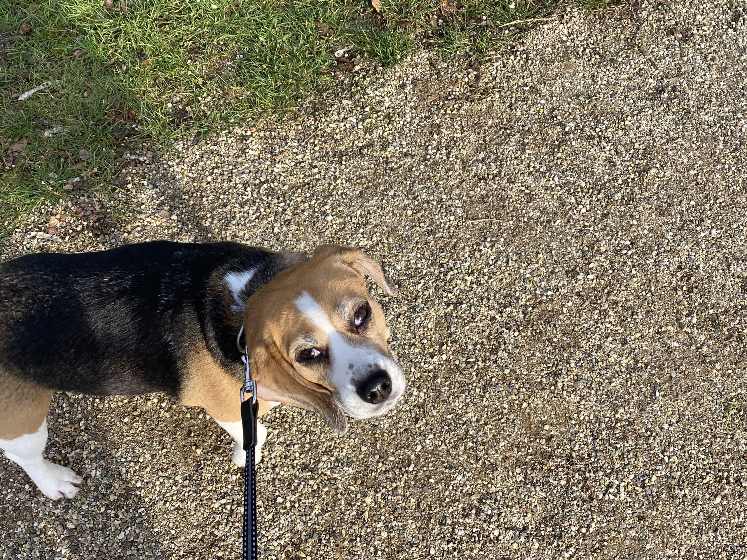 Voedingssupplementen voor honden: Ondersteun de gezondheid van je viervoeter