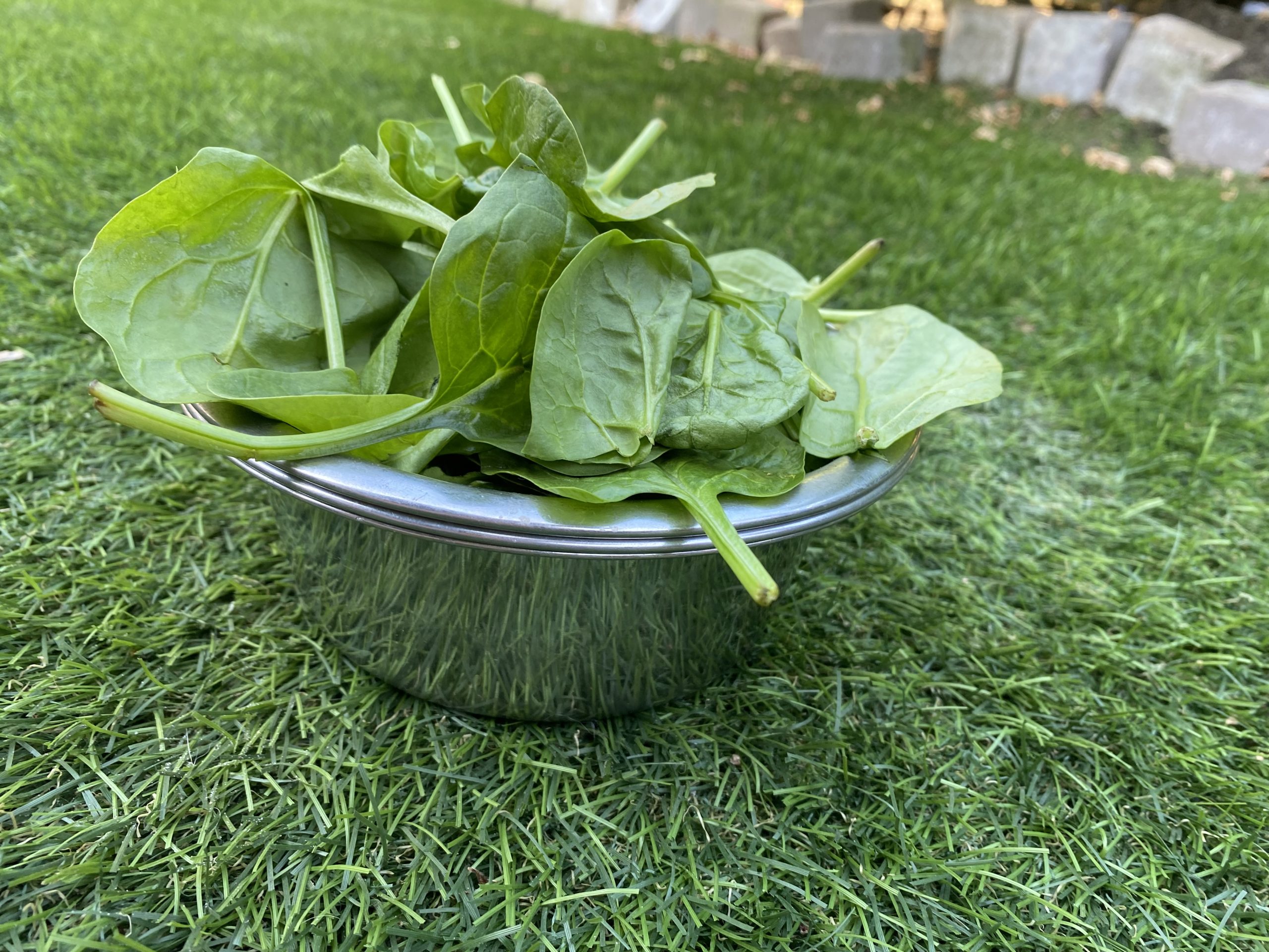 Vegetarisch of veganistisch dieet voor honden: is het veilig en gezond?