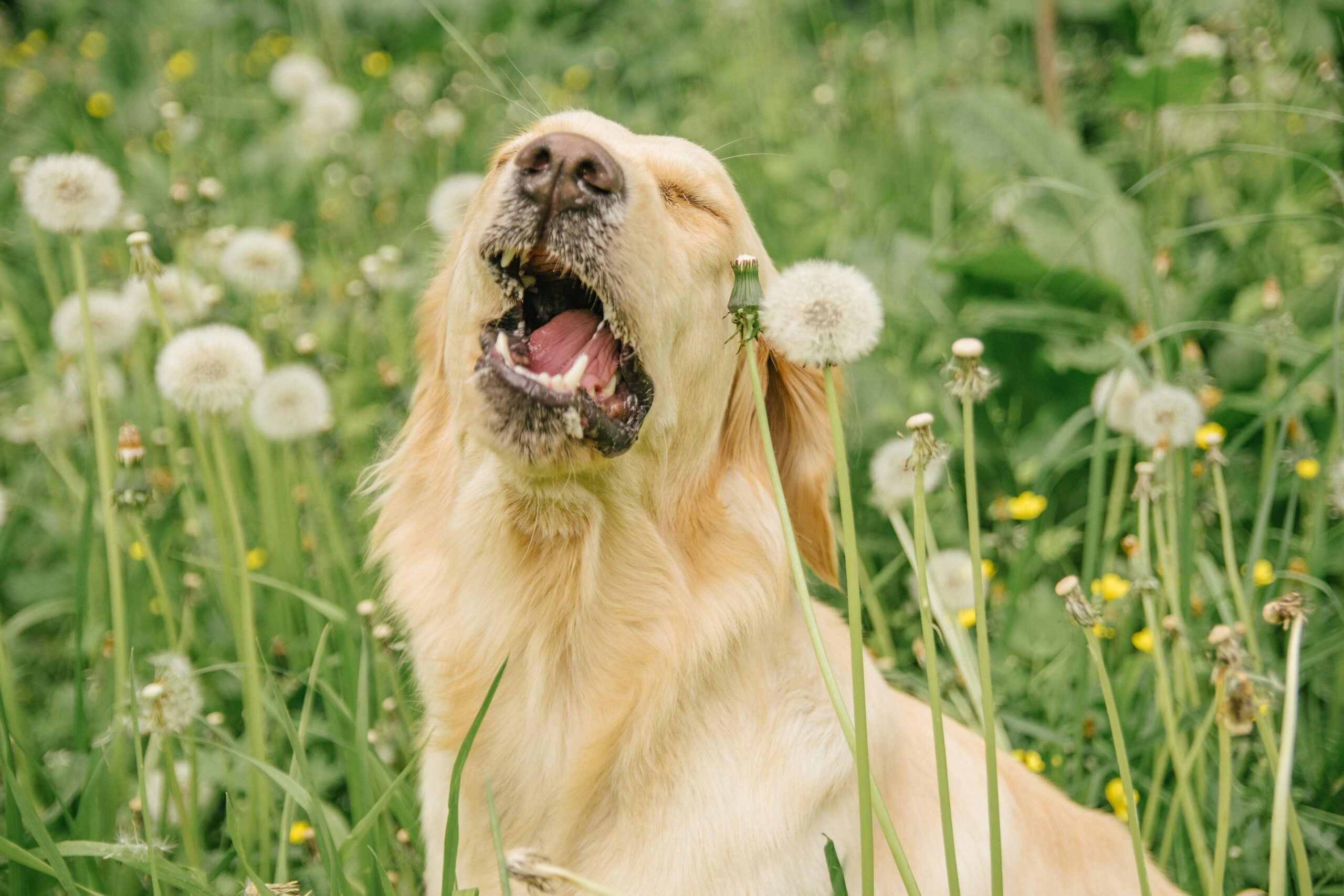 Wat te doen bij hooikoorts hond?