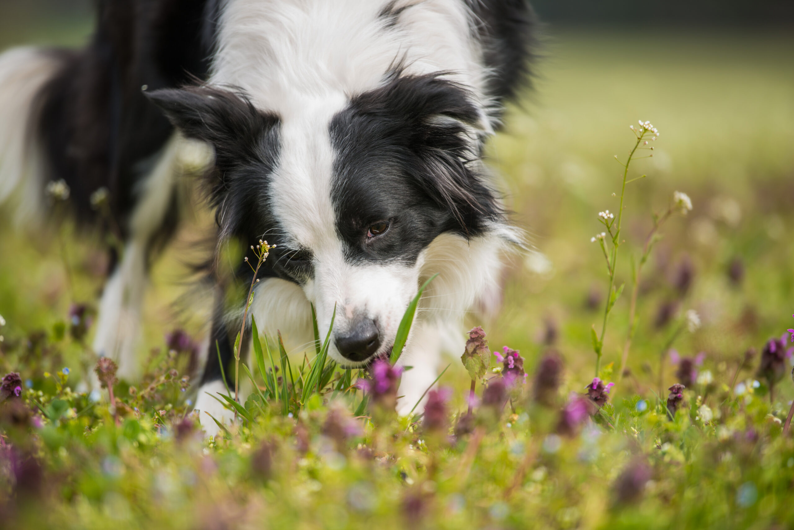 Oppassen met Giftige Planten: Bescherm je Hond tegen het Gevaar!