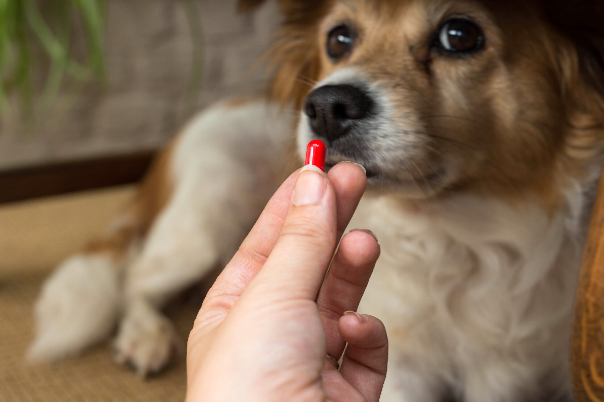 Medicatie Allergie bij Honden