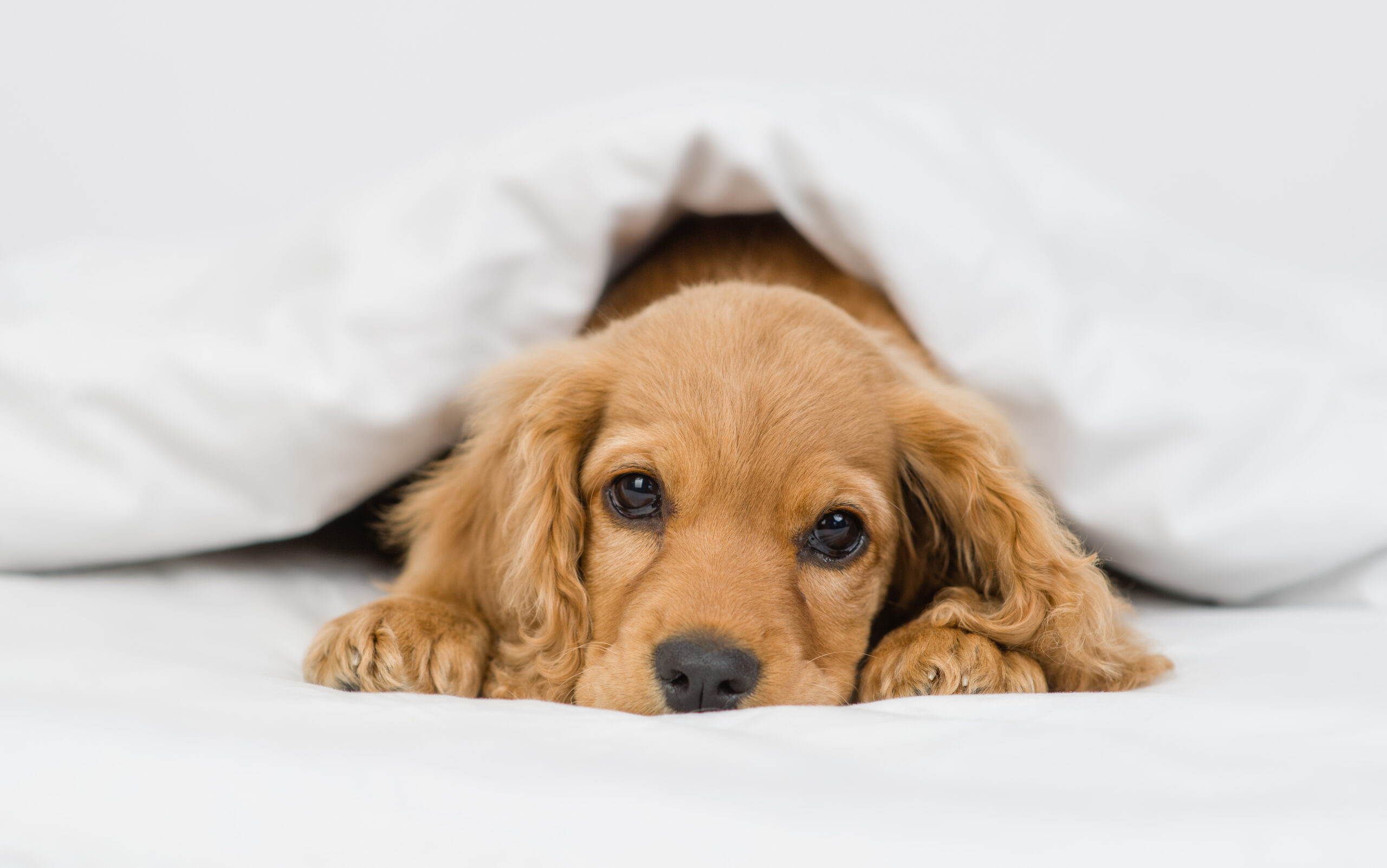 Onzichtbare Allergenen: Allergieën bij Honden die je Over het Hoofd Kunt Zien