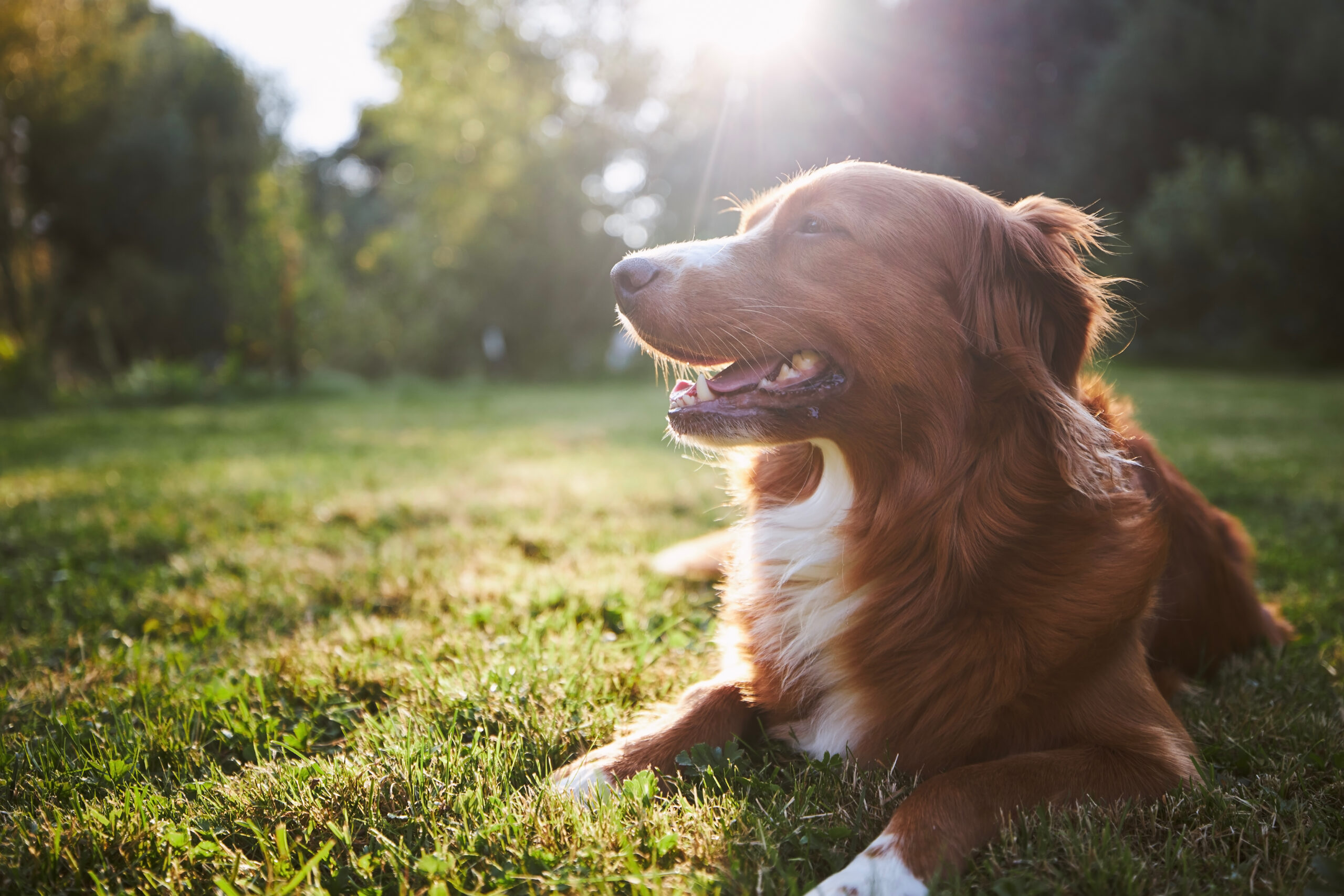 10 Manieren om het Welzijn van je Hond te Verbeteren