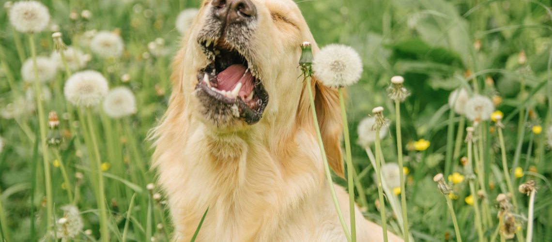 Hooikoorts golden retriever