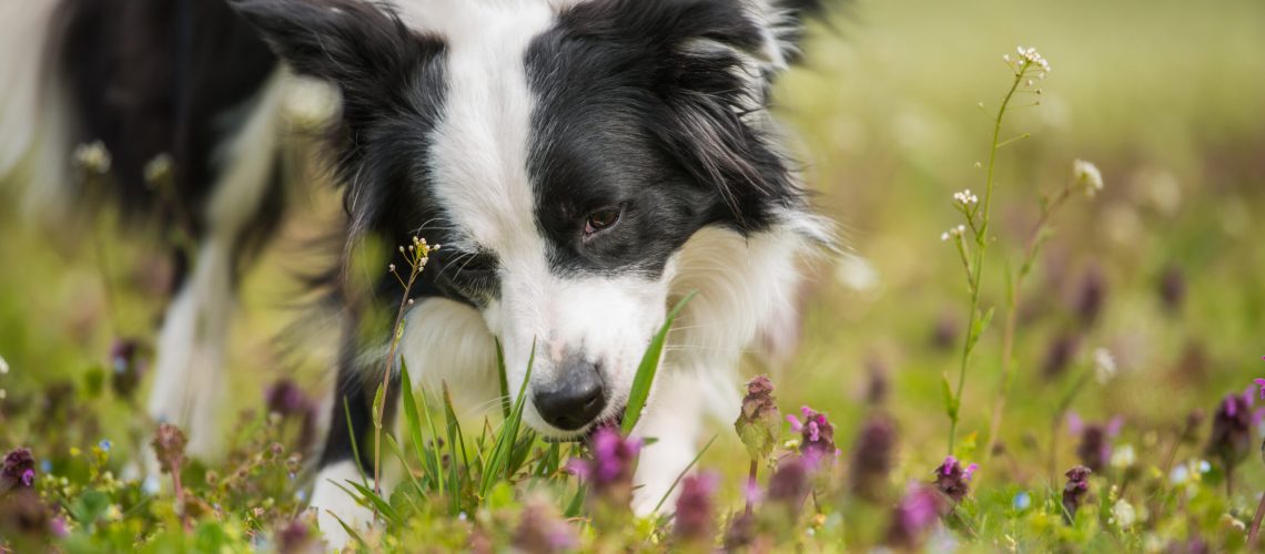 Border Collie, bloem