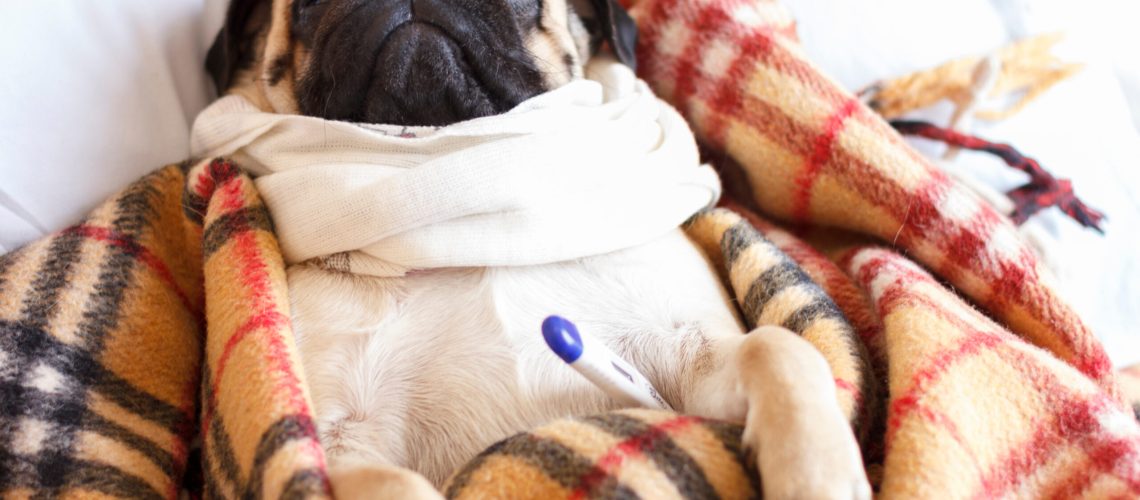 Sad dog pug in checkered blanket is sick and lies with a thermometer