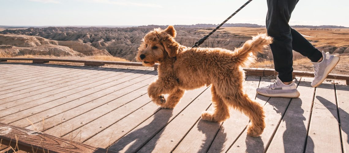 Badlands Puppy Golden Doodle Puppy Boardwalk Puppy in Badlands