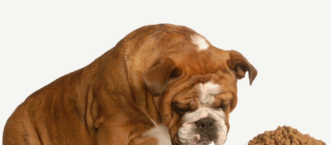 finicky or picky bulldog pouting beside full bowl of dog food