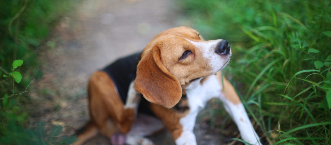 Beagle dog scratching body on green grass outdoor in the yard .